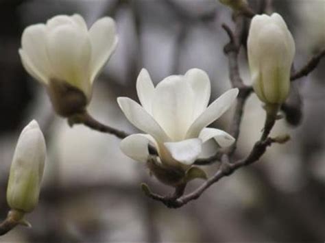 玉蘭花 陰|Re: [農園] 玉蘭花的開花期及照顧